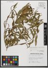 Foto von Salix triandra subsp. triandra L.